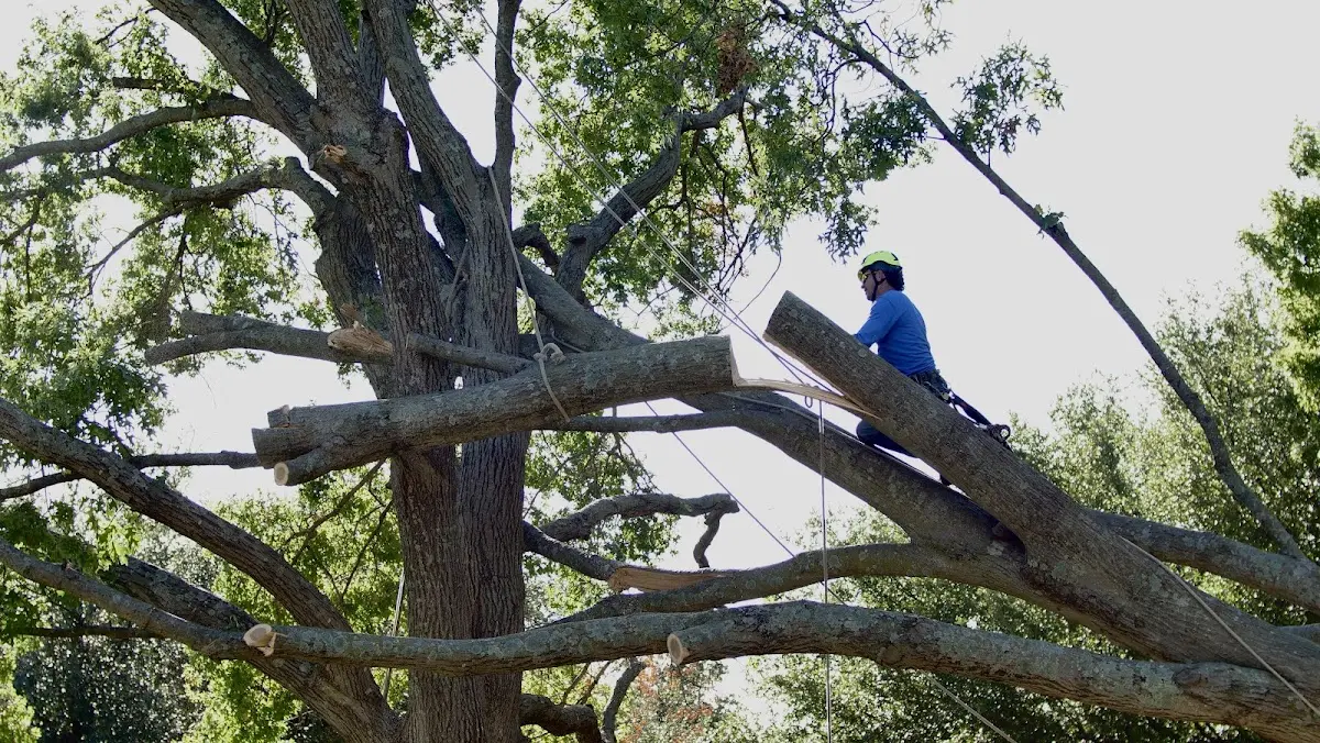 Professional Crown Thinning performed by certified arborists in Dry Run